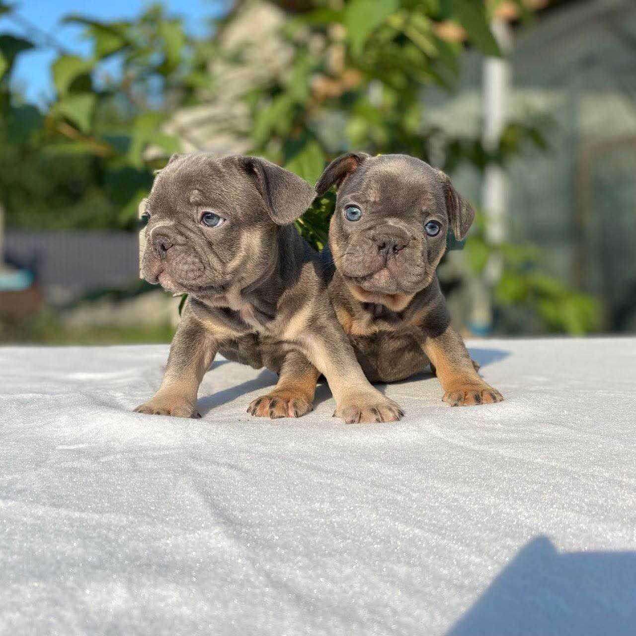 french bulldog