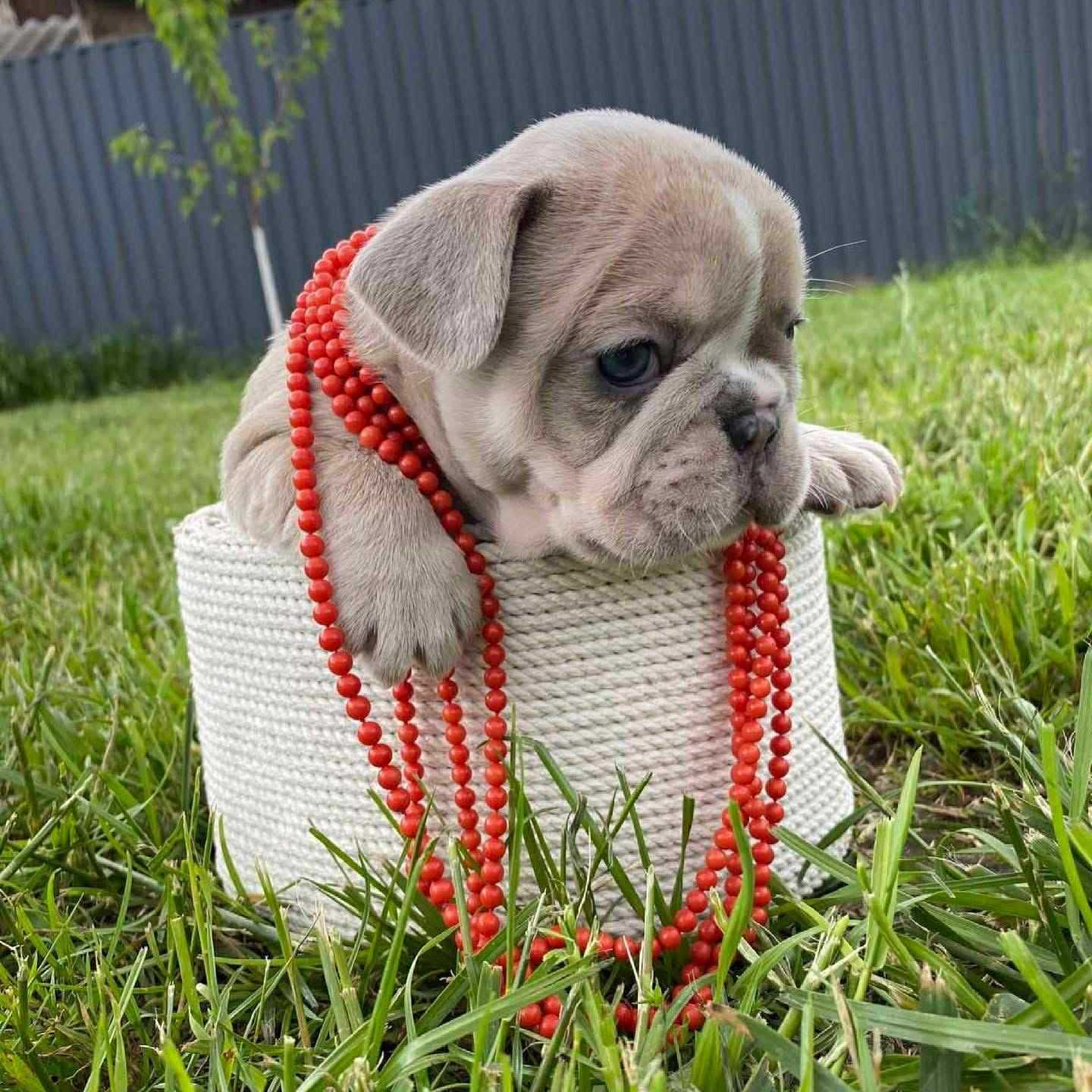 french bulldog