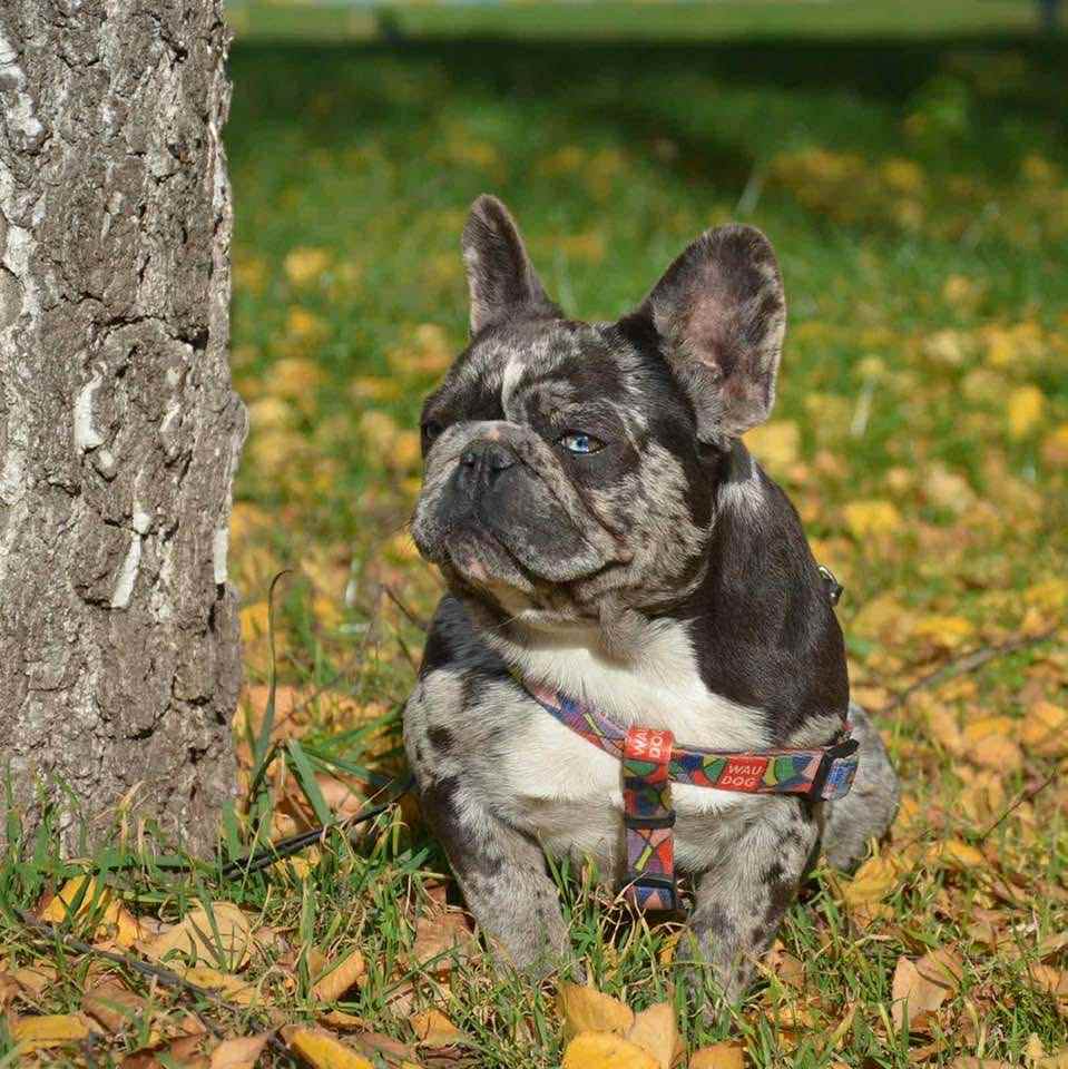 French bulldog