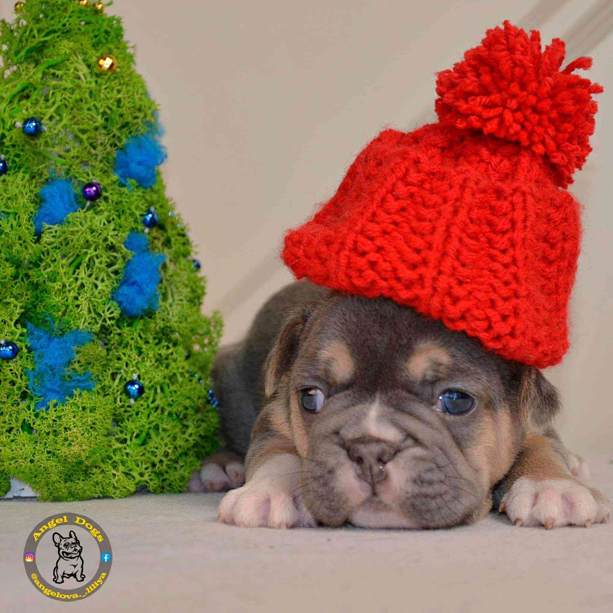 French bulldog