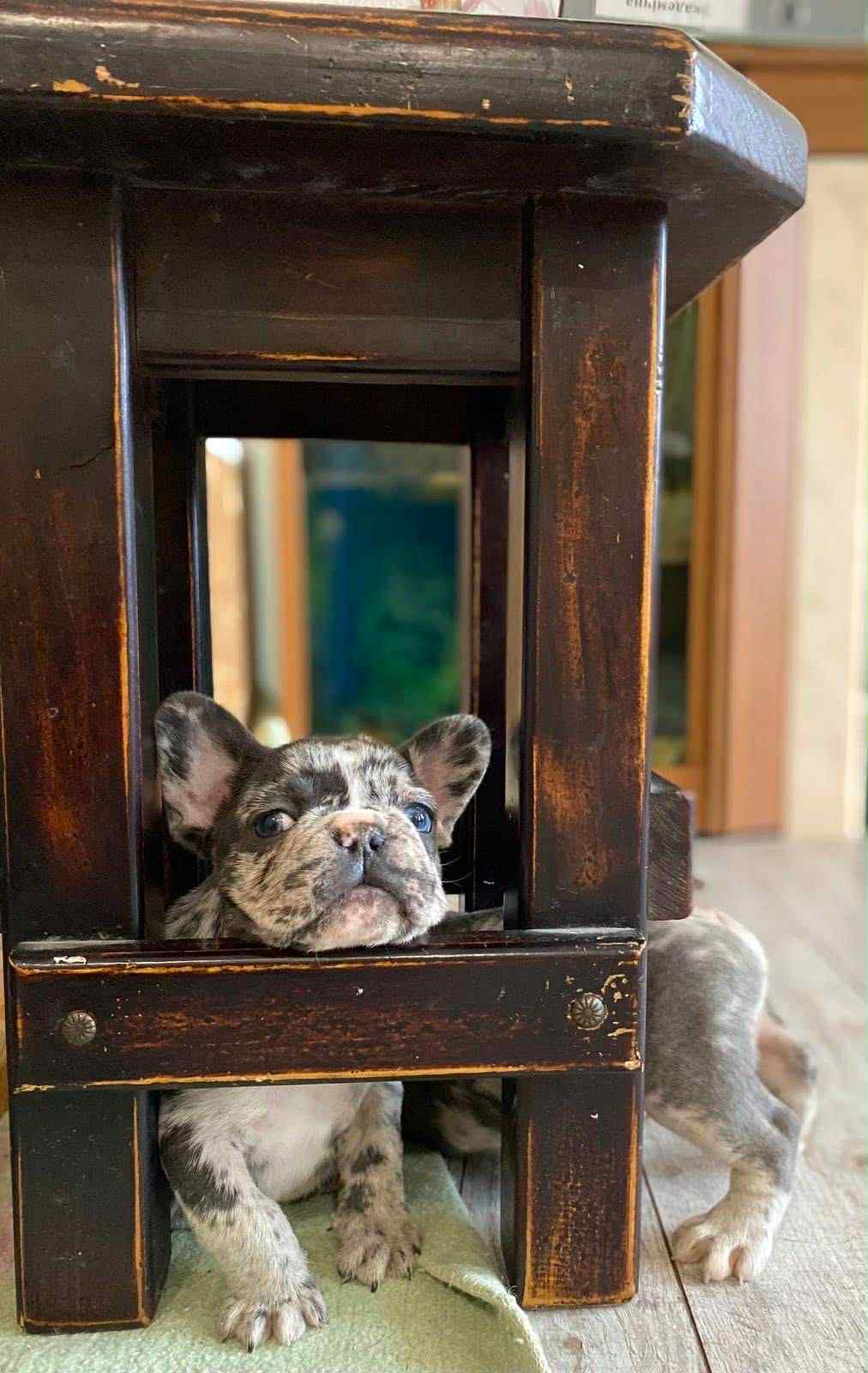 French bulldog