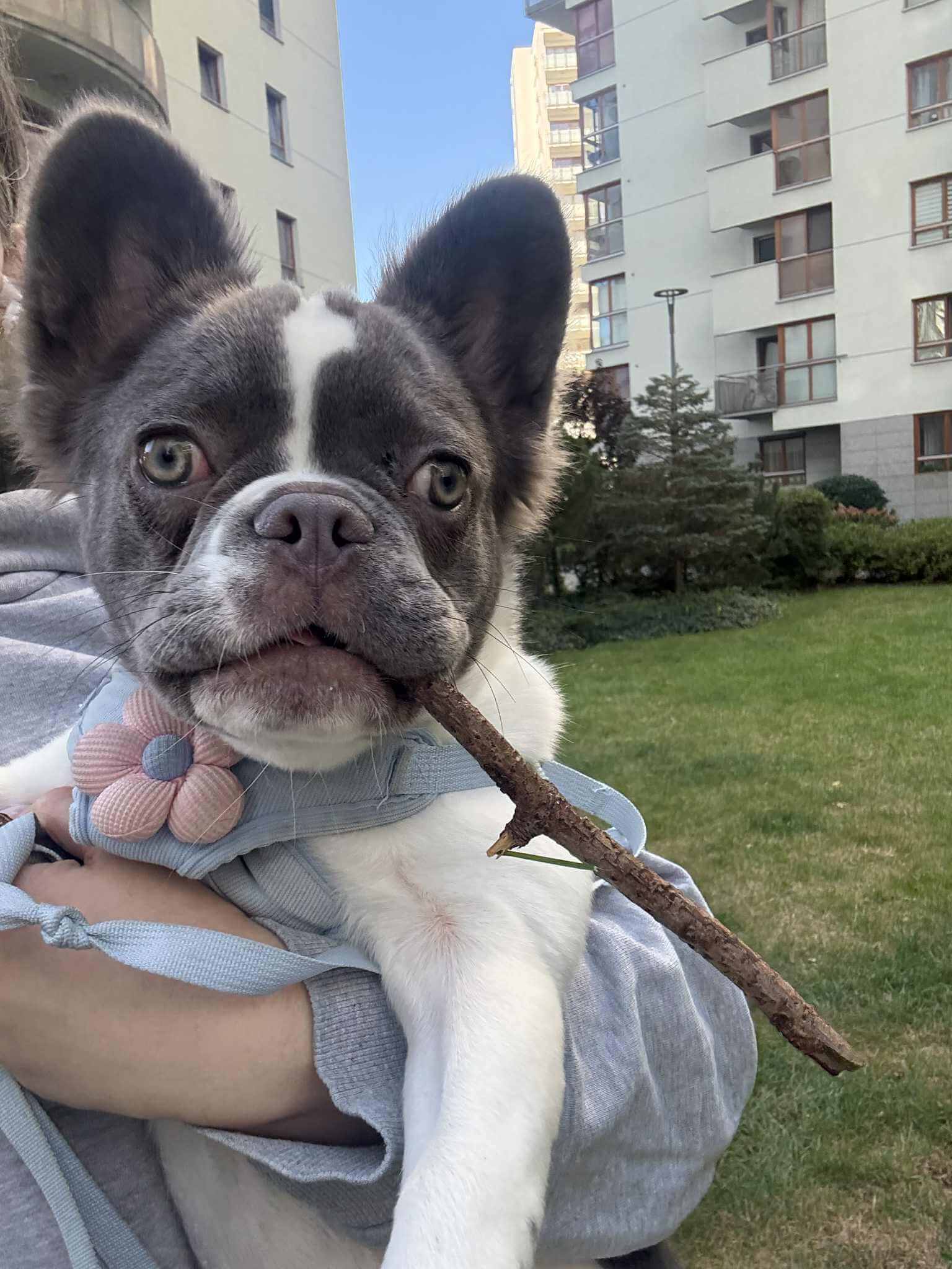 French bulldog