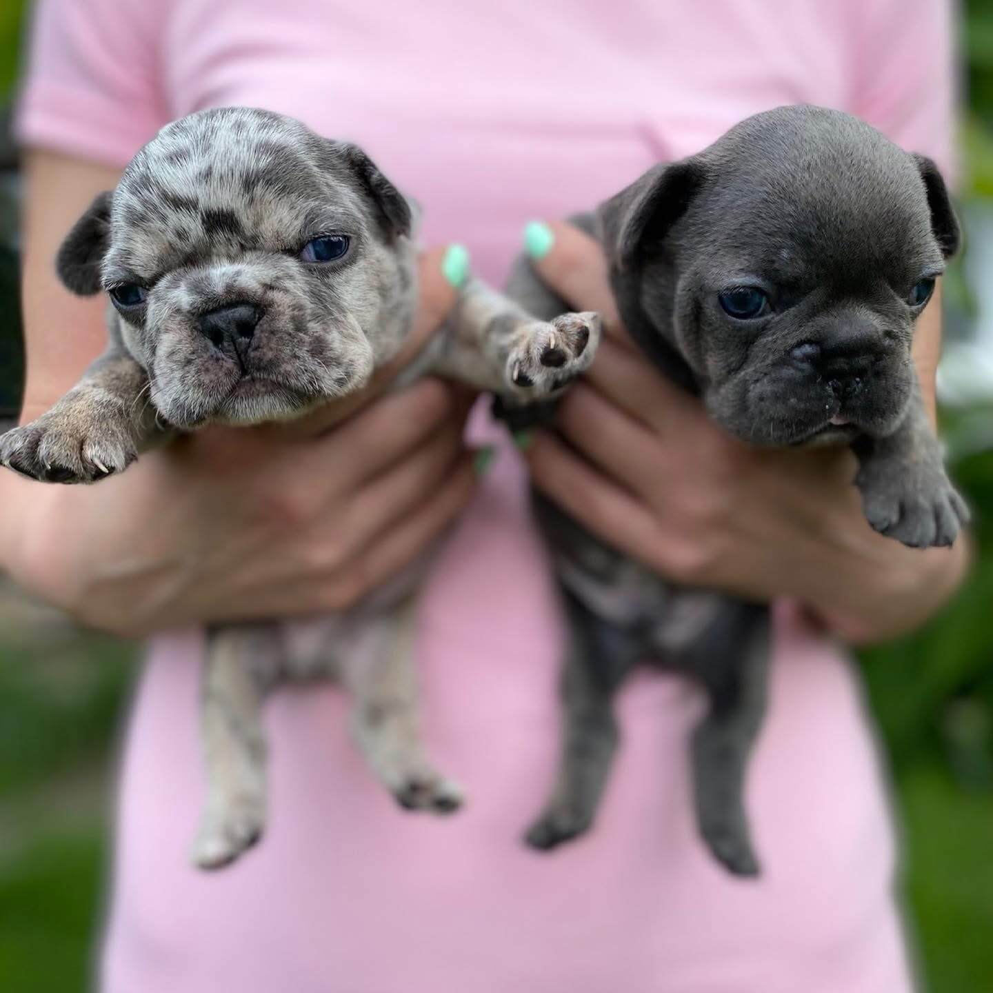 French bulldog