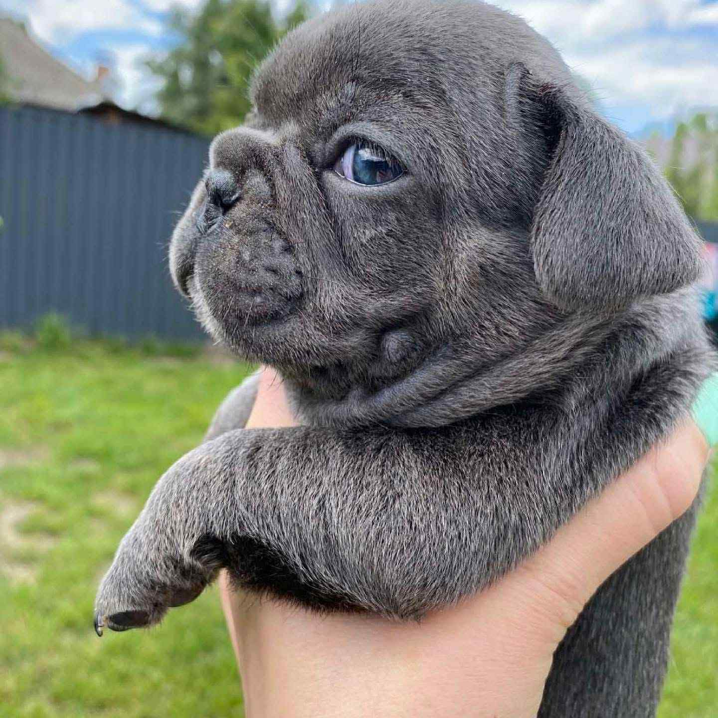 French bulldog