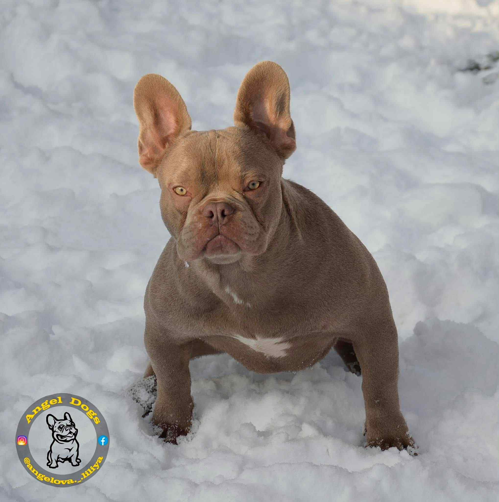 French bulldog